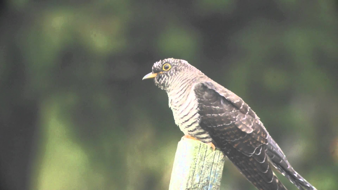 GÖK  Common Cuckoo  (Cuculus canorus)  Klipp - 363