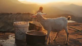 serene scene goat enjoying bucket meal in nepal village by TMA WORLD No views 1 month ago 14 seconds