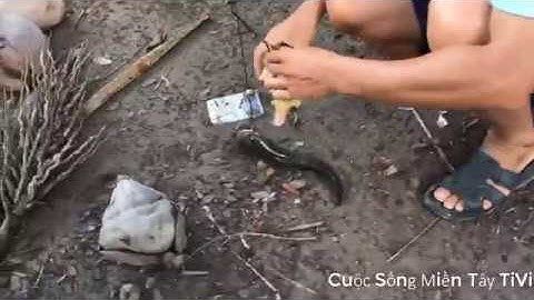 Độc Đáo Cách Câu Cá Lóc Bằng Vịt Ở Miền Tây | CSMT TiVi Tập 11