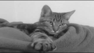 Top 10 Reasons to Choose an American Shorthair Cat by WackyWackyWorld 6,457 views 7 years ago 5 minutes, 15 seconds