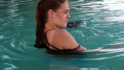 German Shorthaired Pointers Bailey Swimming at 8 Weeks old