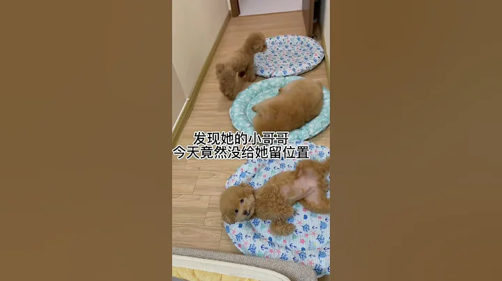 挑戰全網睡覺最有秩序的小狗狗 - 天天要聞