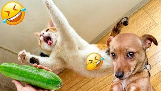 YOU LAUGH YOU LOSE😛Best Funny Animals Video 2024😺🐶