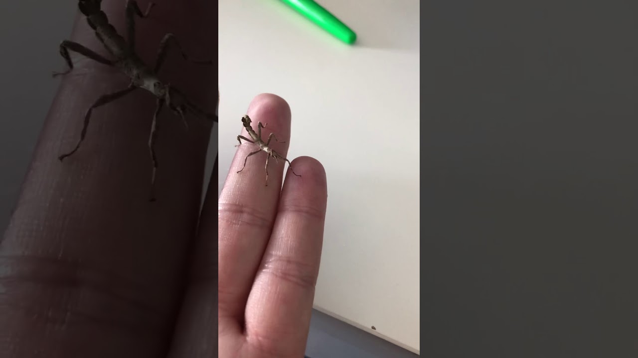 Day 1 of Australian Spiny Stick Insects YouTube