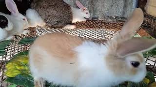 Rabbit Rearing