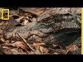 Des fourmis magnans à l'attaque d'un crocodile nain