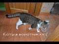 Несчастные коты в воротниках :(