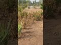 plantation Ideas for your lawns ☘️