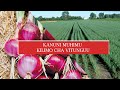 ShambaDarasa Good Onion Farming