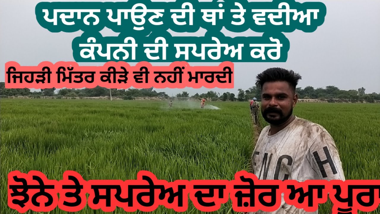 ਝੋਨੇ ਤੇ ਸੁੰਡੀ ਅਤੇ fungicide ਸਪਰੇ ਦਾ ਜ਼ੋਰ ਆ ਪੂਰਾ। ਸਪਰੇਅ ਹਮੇਸ਼ਾ ਵਦੀਆ ਕੰਪਨੀ ਦੀ ਵਰਤੋ। Panjaab Paidavar