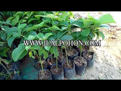 Bibit Alpukat Thanh Bich Super Produktif, Tanam Sekarang!