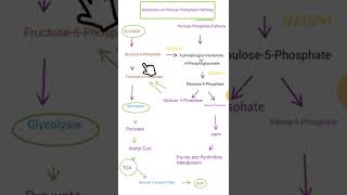 Glycolysis vs Pentose Phosphate Pathway...! what you must know.