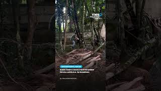 Bugio ferido é resgatado após mobilizar moradores em Blumenau