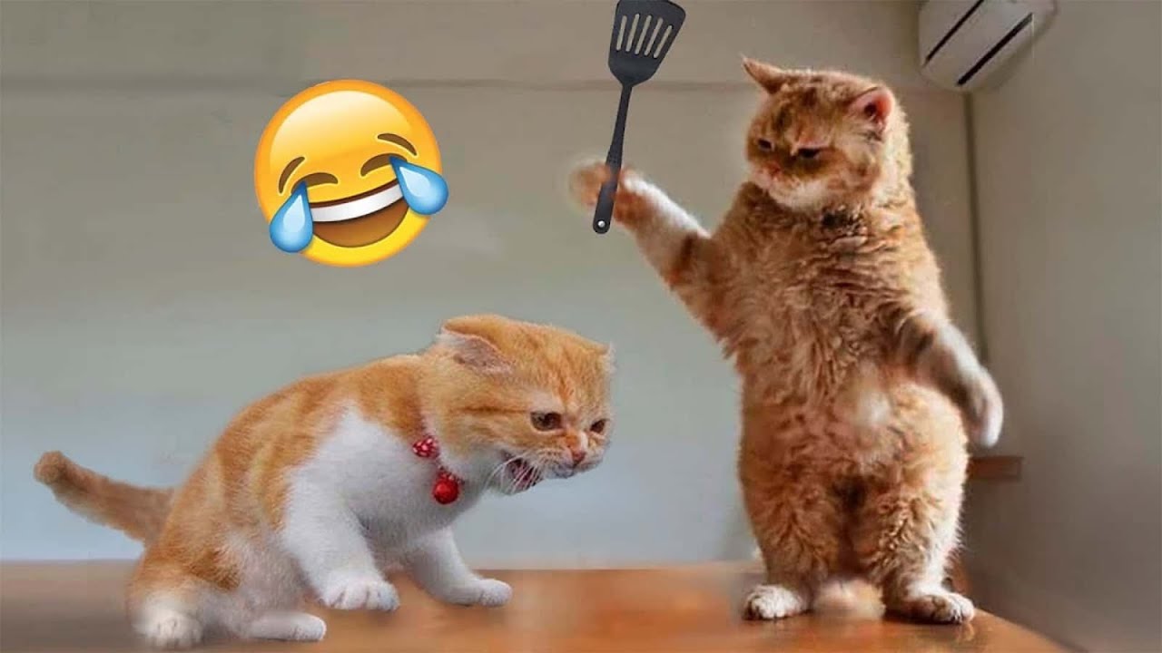 ⁣Funny Cats Compilation 2025 😹 | Try Not to Laugh Challenge!