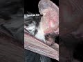 spotted bat 🦇 #bats #ilovebats #wildlife #bat #adorable