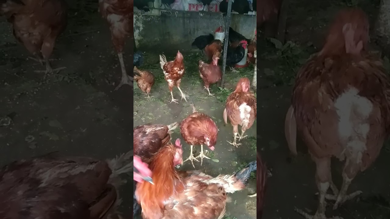 #chickenfarm