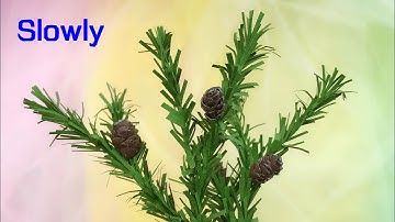 ABC TV | How To Make Pine Cones Branch With Hole Punch #1 (Slowly) - Craft Tutorial