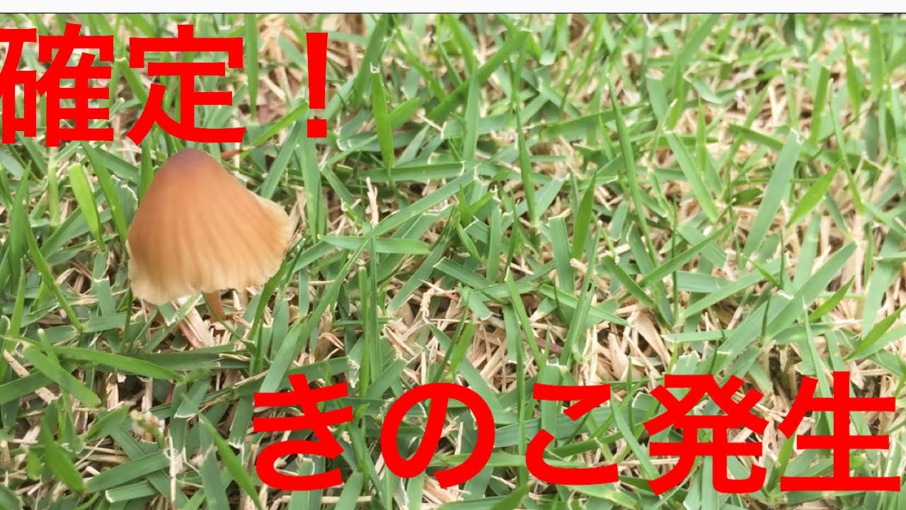 芝生の管理 Tm９ ハケ塗り除草剤の次は きのこ退治 Youtube
