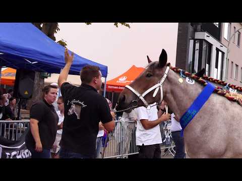 Where draft horse enthusiasts meet in a pleasant atmosphere