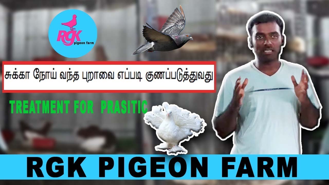 TREATMENT FOR  PRASITIC சுக்கா நோய் வந்த புறாவை  குணப்படுத்துவது எப்படி