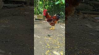 frango filho do reprodutor falcão um espetáculo gsb galinha sertaneja balão 2026