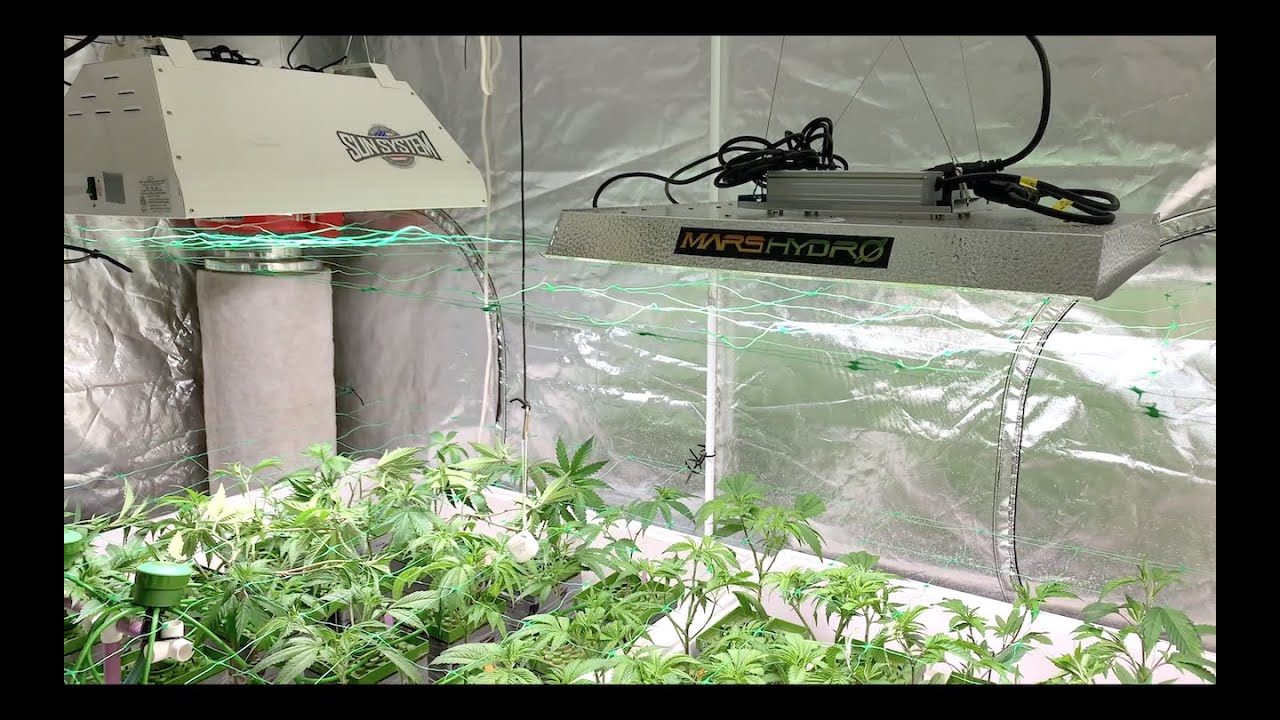 Mars Hydro TS 2000 LED vs 315w LECPinkman Goo, BleedGold TankWreck, 5x10 Grow Tent, Govee review