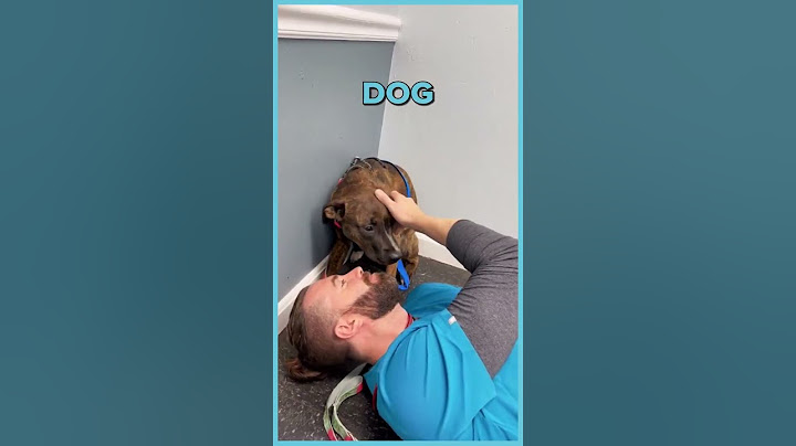 Vet Magic: Scared Dog Overcomes Fear With Gentle Care 🥰