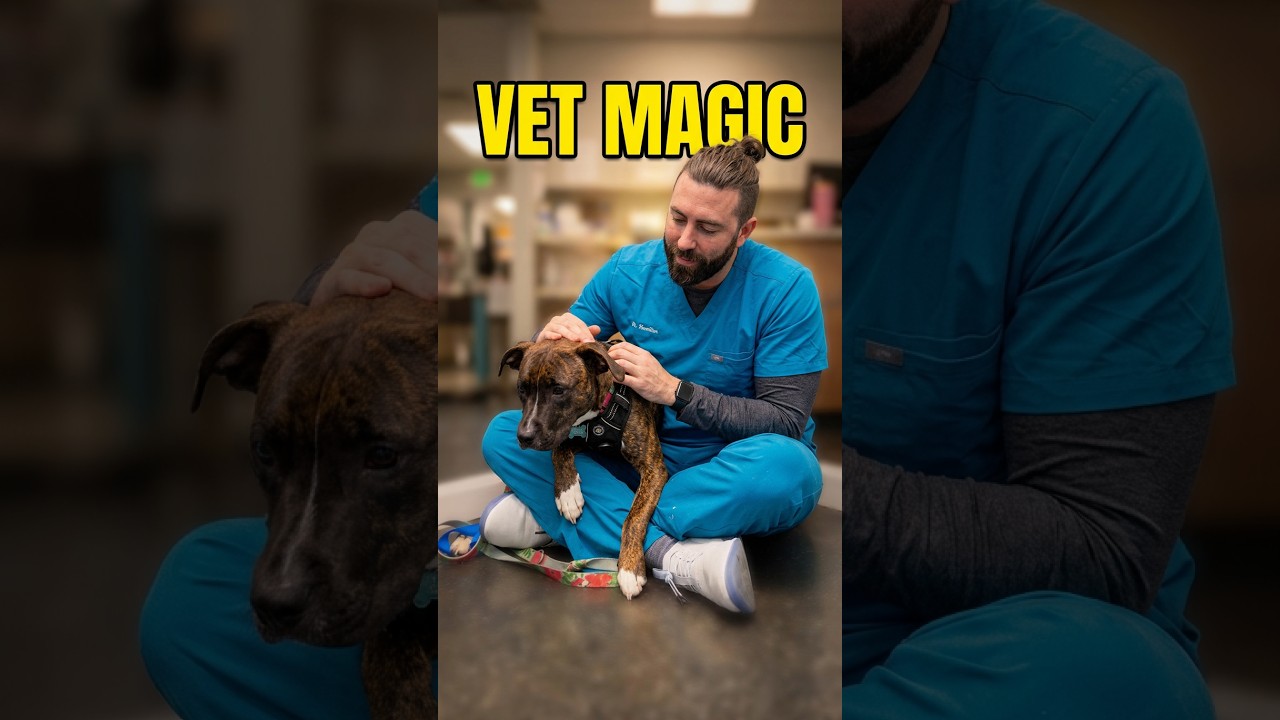 Vet Magic: Scared Dog Overcomes Fear With Gentle Care 🥰 - WorldBeAmazed