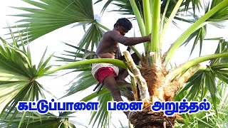 பனை அறுத்தல் | கட்டுப்பாளை பனை இடுக்குதல் | Village MIx | Vilathikulam | Palm tree juice making