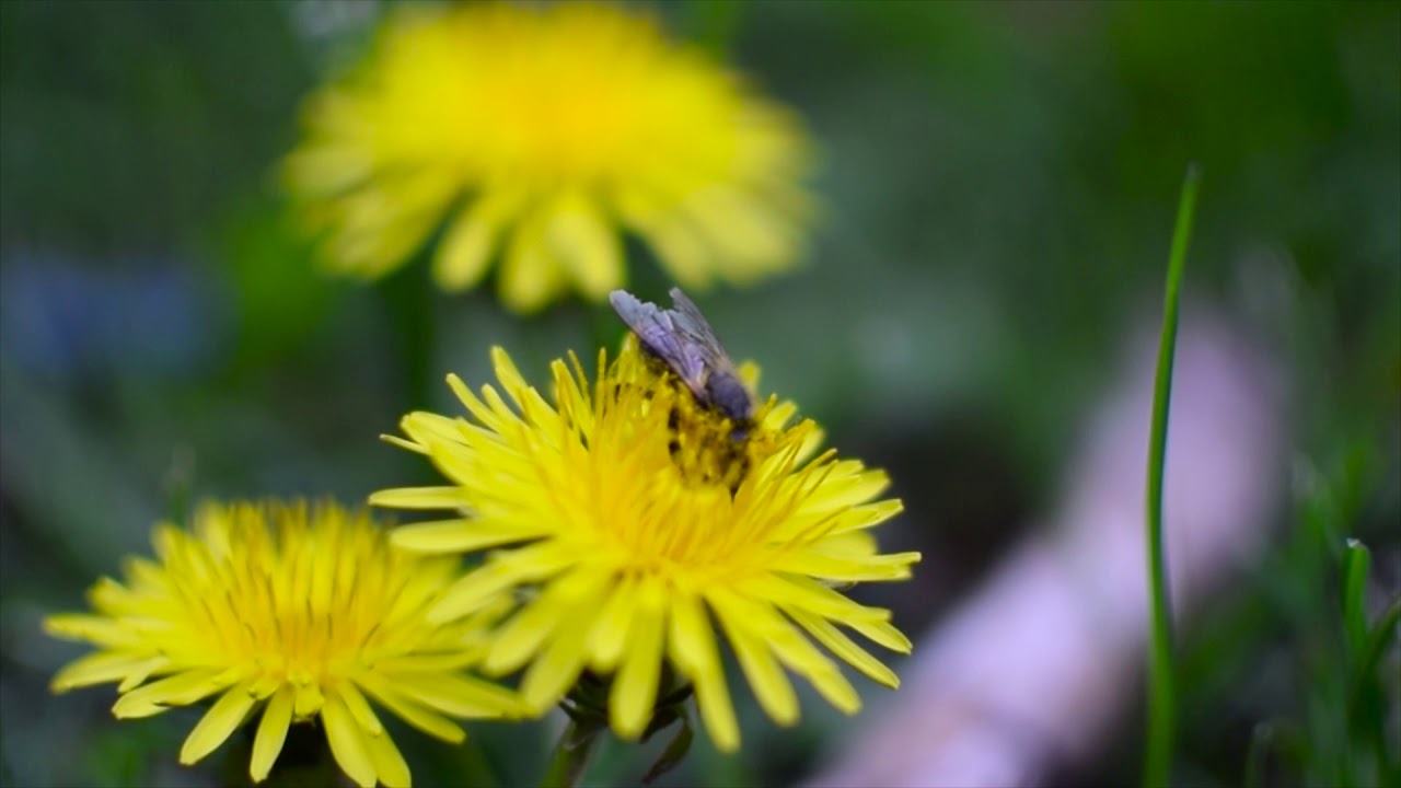 B-roll in West Park, Sofia