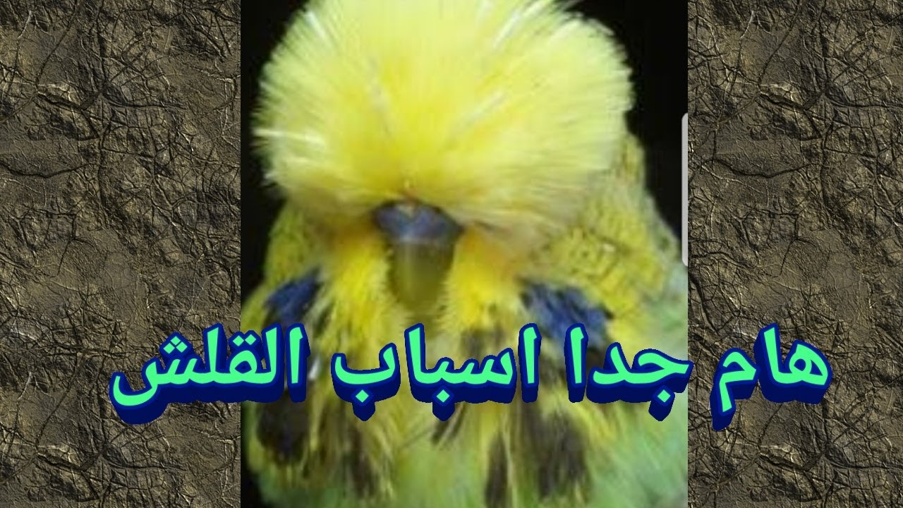 القلش عند البادجى