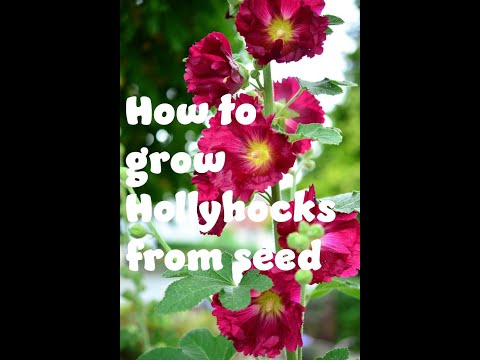 How to grow hollyhocks from seed