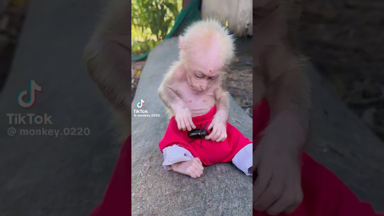 I Adopt Monkey Baby so cute🐒part 10🙈