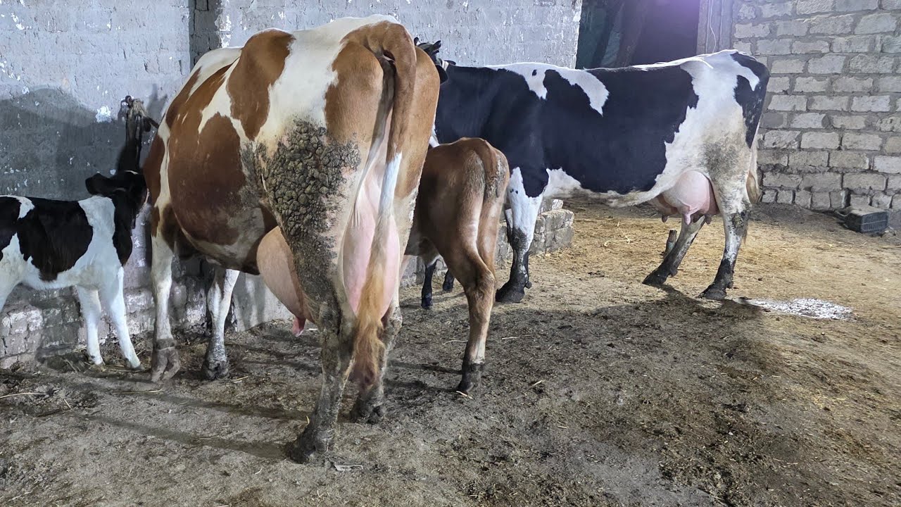 دبابات البقر الوالد بترول اللبن وصل بمزرعه ابو ياسين بقر هولشتاين وبراون اعلي انتاج حليب