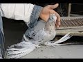 Nordkaukasus Tauben / Cеверокавказские бойные голуби  ( Герман Титов , Варваровка г.Анапа., Россия )