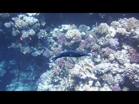 Лазоревый клюворыл Gomphosus
