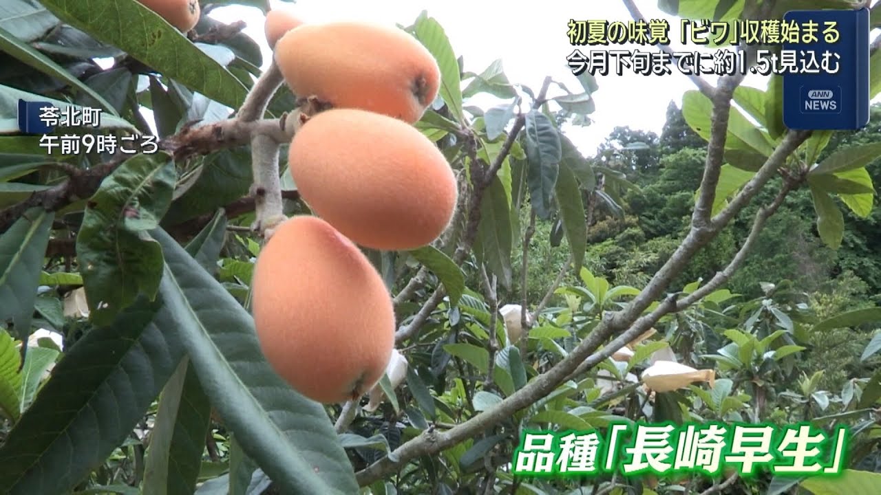 初夏の味覚！天草特産のビワの収穫始まる 5月下旬にかけて市場へ - YouTube