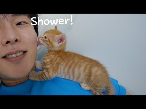 Baby kitten always cleans <strong>my</strong> <strong>face</strong> every night!🤣