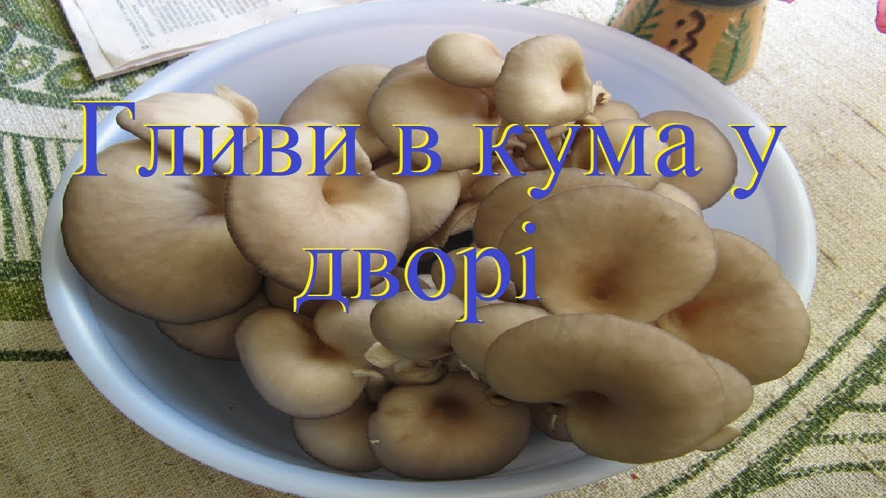 Гливи в кума у дворі - YouTube