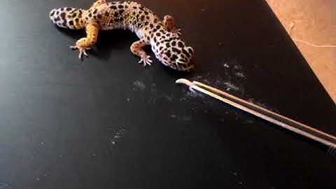 Leopard Gecko Feeding - Benjamin
