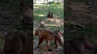 Jane  Walk her Daughter#Vs@3k174