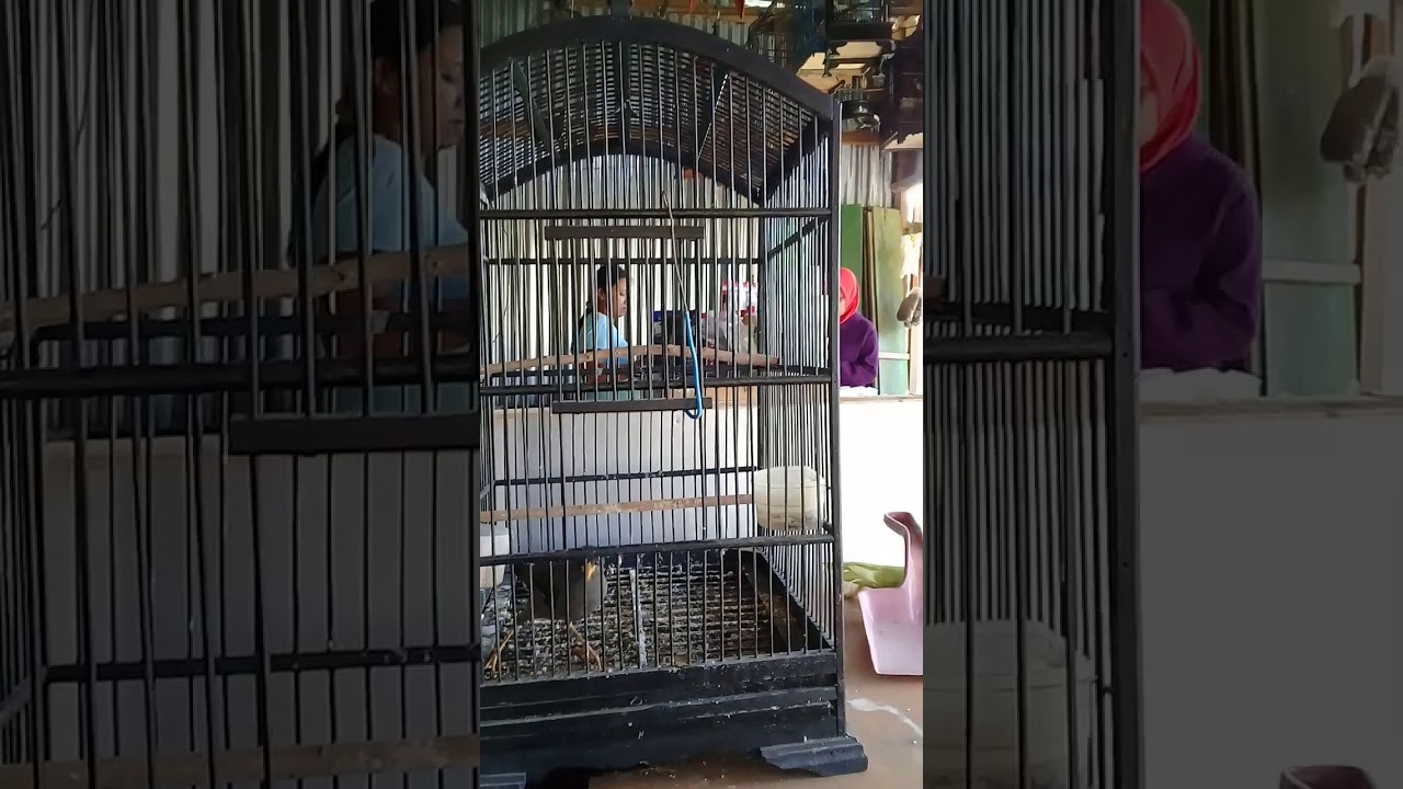 Burung jalak kebo jinak 