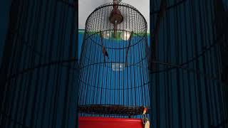 Download Lagu konin gacor tembakan Cigun MP3 Download Lagu konin gacor tembakan Cigun MP3