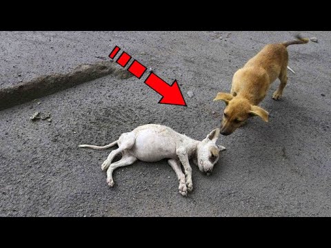 Videó: Miért Dogs Hump?