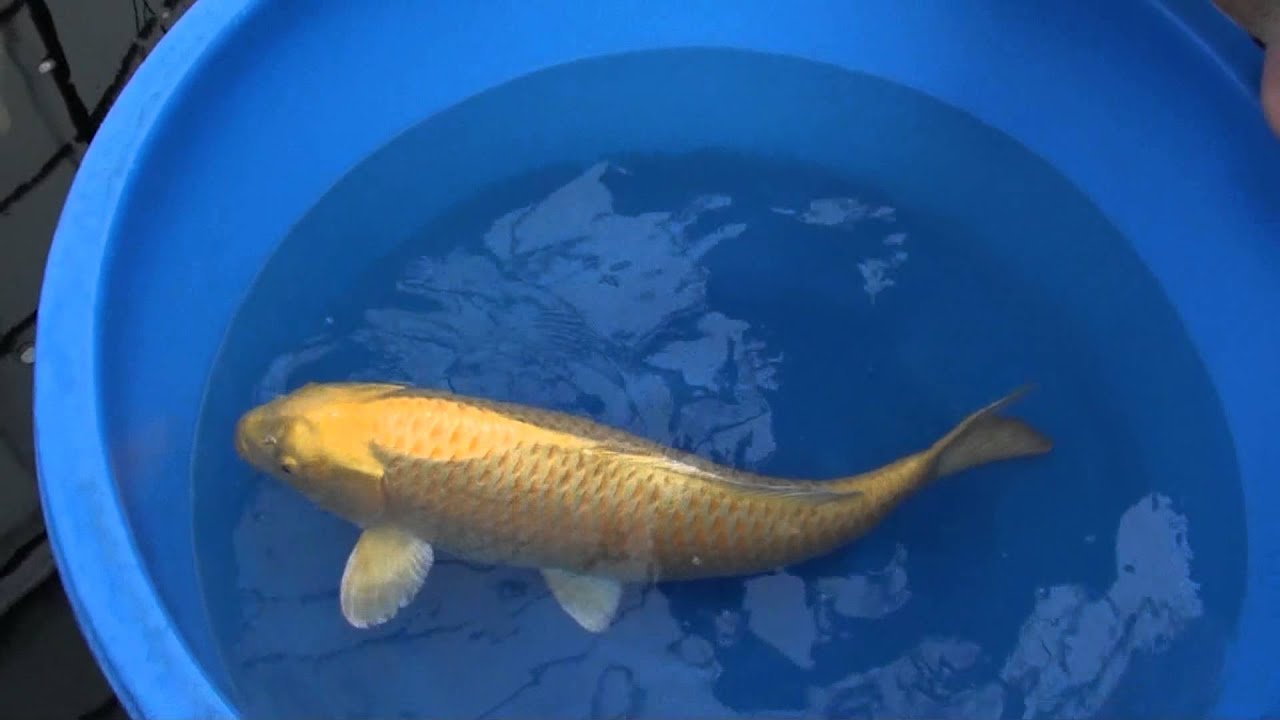Yamabuki Marudoh 85cm gosai makoi camera iphone 8 plus apk