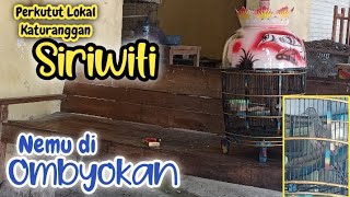 Perkutut Lokal Katuranggan SRIWITI Dapat Dari Ombyokan Ratusan Ekor ‼️
