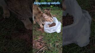 Eating under my umbrella,#kitten,#kitty,#cat,#life,#travel,#city,#pet,#animal