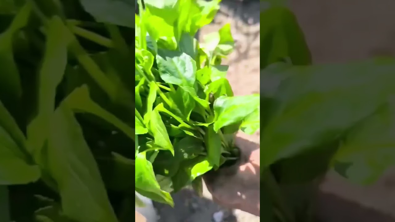 Advanced machine for planting chili seeds 