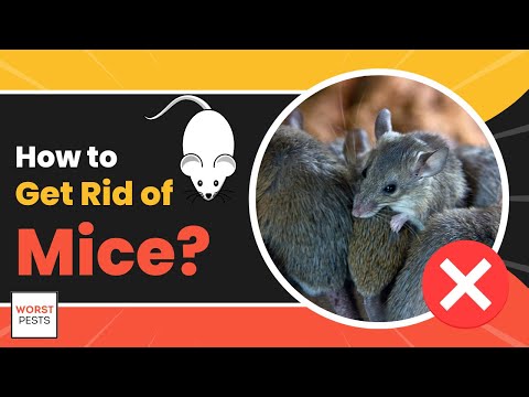 Vídeo: O que Orkin usa para se livrar dos ratos?
