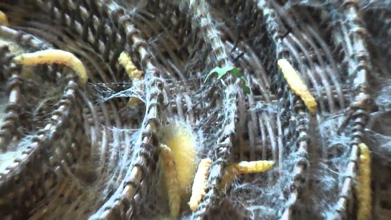 Siem Reap Cambodia Artisans D'Angkor Silk Farm Silk Worms Harvesting